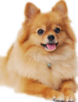 博美犬