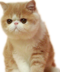 加菲猫