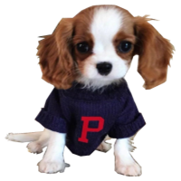 小猎犬