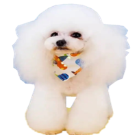 宠物狗