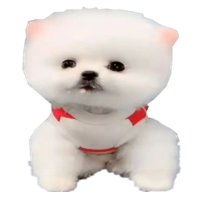 宠物狗