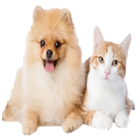 宠物猫狗