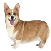 宠物狗