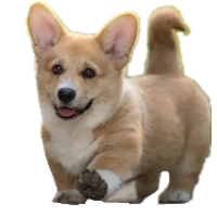 宠物狗