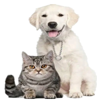 宠物猫狗