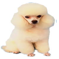 宠物狗