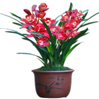 名贵兰花