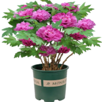 国花牡丹