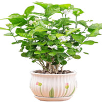 茉莉花