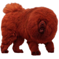 纯藏獒